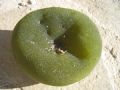 Codium bursa
